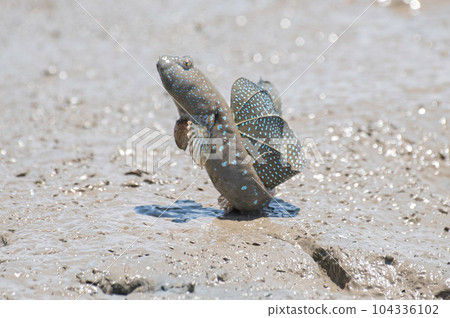 Mutsugoro making a courtship jump 104336102