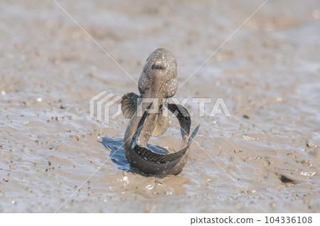 Mutsugoro making a courtship jump 104336108