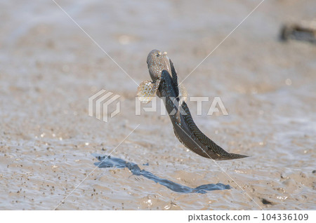 Mutsugoro making a courtship jump 104336109