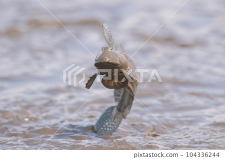 Mutsugoro making a courtship jump Mutsugoro making a courtship jump 104336244