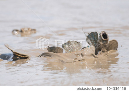 Intimidating mutsugorou Intimidating mutsugorou 104336436