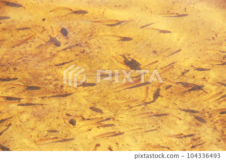 A school of small fish swimming in the river shallows 104336493