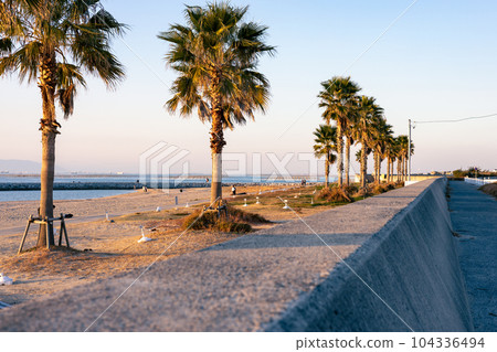Palm trees on Tokoname Rinkuu Beach 104336494