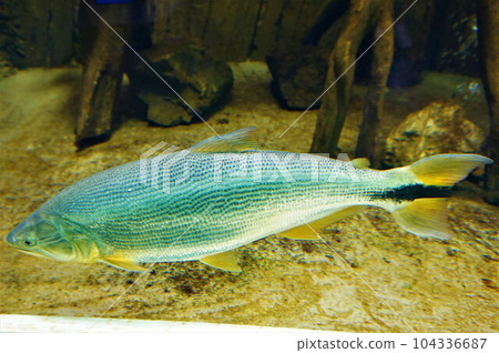 多拉多 多拉多 104336687