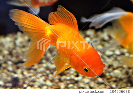 荷蘭獅子頭 日本蘭花獅子頭金魚 金魚 104336688