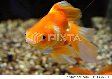 琉金 琉金 金魚 金魚 104336691