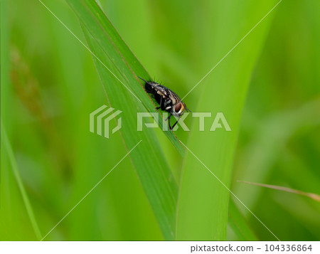 戶外昆蟲的觀察 104336864