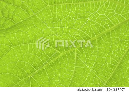 Green leaf close-up. The texture of the green leaf of the plant. The veins of the leaf. 104337971