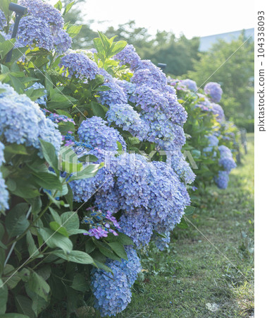 Hydrangea blooming at Roadside Station Shiratori no Sato Hydrangea blooming at Roadside Station Shiratori no Sato 104338093
