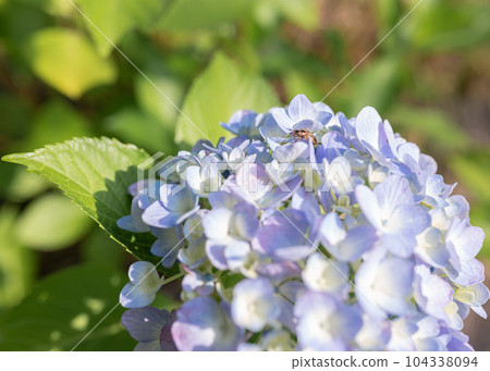 道之驛白鳥之裡盛開的繡球花 道之驛白鳥之裡盛開的繡球花 104338094