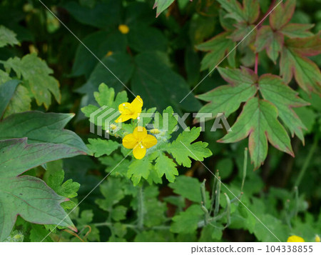 Flowers of Xasanow Flowers of Xasanow 104338855