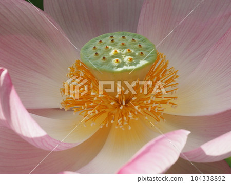 花卉中心時令花卉 104338892