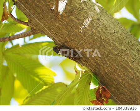 Flower Center Seasonal Flowers Flower Center Seasonal Flowers 104338910