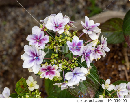 Hydrangea cultivar [Rin] 104339403