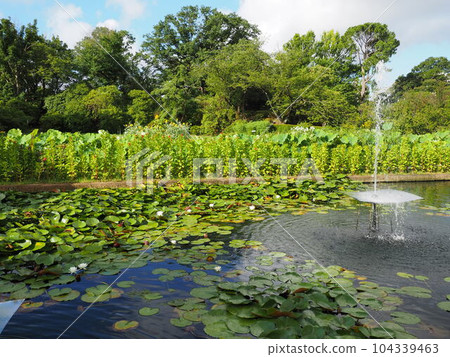 Flower Center Seasonal Flowers 104339463