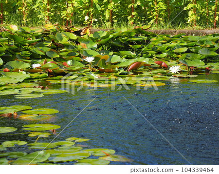 花卉中心時令花卉 花卉中心時令花卉 104339464