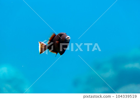 Parrotfish of Okinawa Nago 104339519