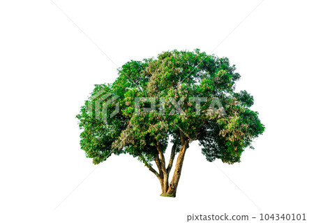 Tree beautiful shrub on white background 104340101