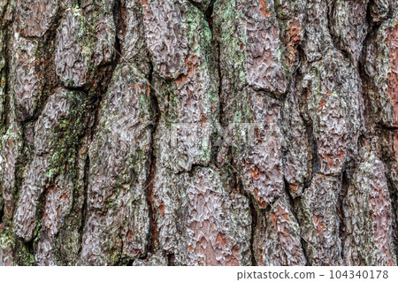 Bark surface of pine, Texture 104340178