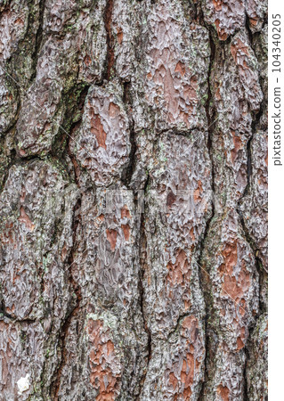 Bark surface of pine, Texture 104340205