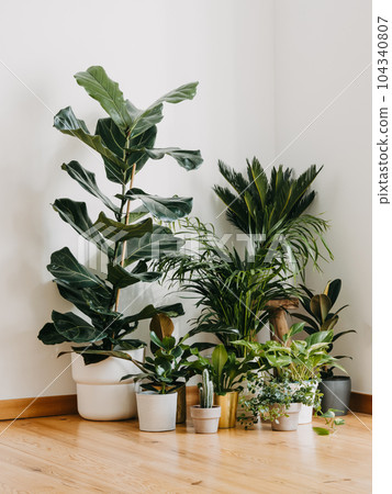 Interior with plants in living room on the floor. Composition of home garden plants industrial green interior. 104340807