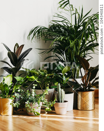 Interior with plants in living room on the floor. Composition of home garden plants industrial green interior. Interior with plants in living room on the floor. Composition of home garden plants industrial green interior. 104340811