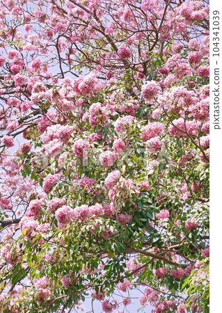 Pink Trumpet (Tabebuia Rosea) flowers in full bloom on blue sky Bangkok, Thailand 104341039