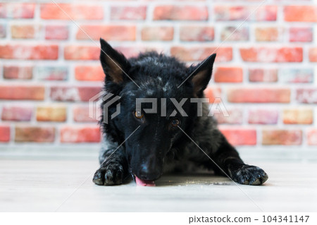 Mudi shepherd in front of brick and white background Mudi shepherd in front of brick and white background 104341147