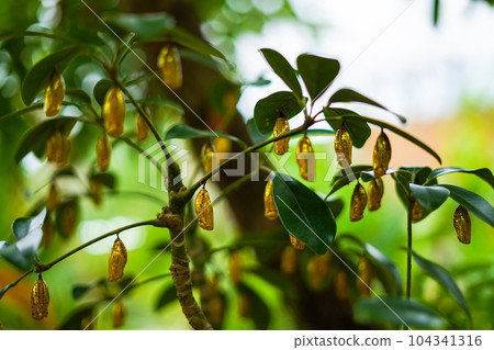 Golden pupa of Idea leuconoe Golden pupa of Idea leuconoe 104341316