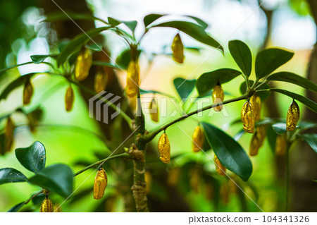 Golden pupa of Idea leuconoe Golden pupa of Idea leuconoe 104341326