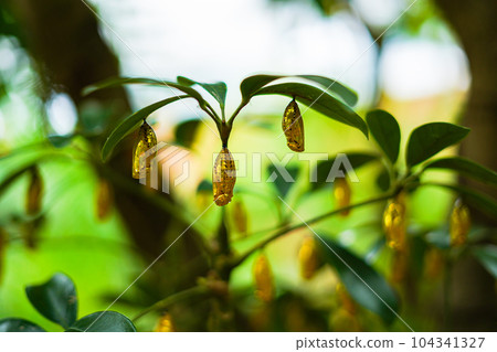 Golden pupa of Idea leuconoe 104341327