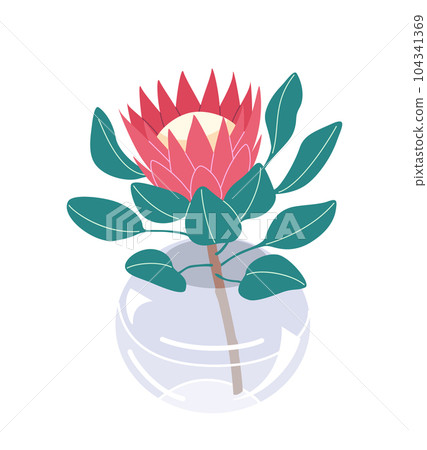 Red Protea  Flower in  Glass Vase. 104341369