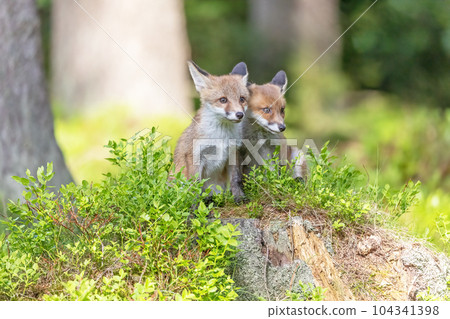 Pair of cute fox cubs is posing in the forest. Pair of cute fox cubs is posing in the forest. 104341398
