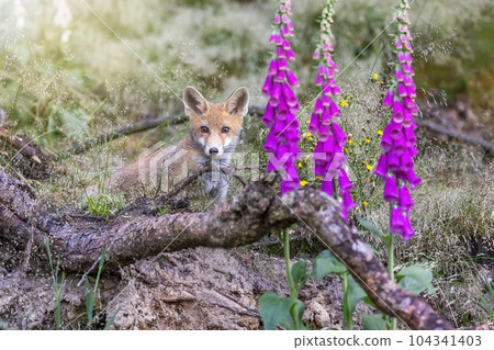Cute fox cub posing near the Foxglove Flower. 104341403