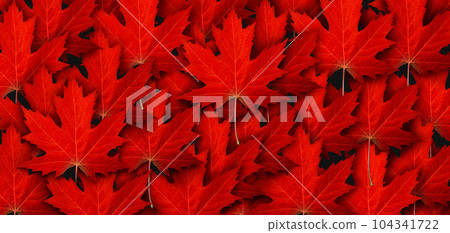 Red Maple Leaf Background Red Maple Leaf Background 104341722