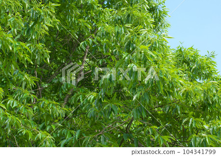 新的綠色栗樹和藍天 新的綠色栗樹和藍天 104341799