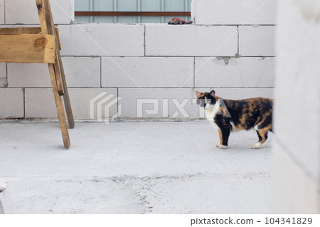 The domestic cat walks around the construction site. 104341829