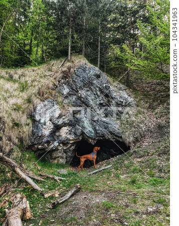 Hungarian Vizsla Dog Standing in Entrance to Cave 104341963