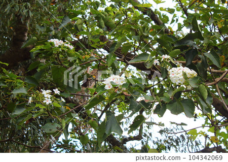 Tung tree flower 104342069