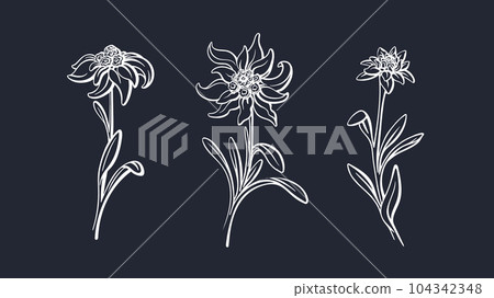 Edelweiss flower set. Vector mountain plant sketch Edelweiss flower set. Vector mountain plant sketch 104342348