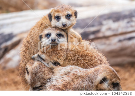A group of cute meerkats. Meerkat Family are sunbathing. 104342558