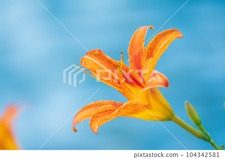 Close up of a single orange day lily, Hemerocallis fulva, in full bloom. Close up of a single orange day lily, Hemerocallis fulva, in full bloom. 104342581