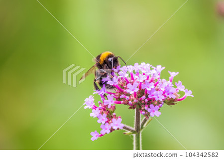 Bumble-bee sitting on Verbena purple flower in green garden Bumble-bee sitting on Verbena purple flower in green garden 104342582