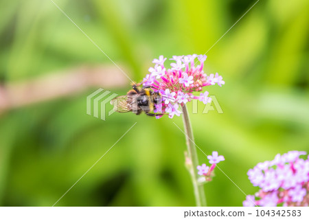 Bumble-bee sitting on Verbena purple flower in green garden 104342583