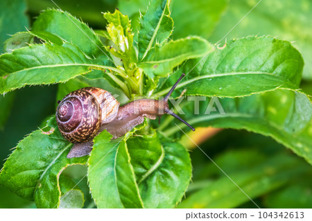 Copse snail, Arianta arbustorum, igliding on the plant in the garden. Macro, close-up. Copse snail, Arianta arbustorum, igliding on the plant in the garden. Macro, close-up. 104342613