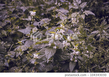 Close up morning rain drops on grass concept photo. 104343030