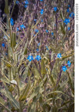 Small blue flax blossom flowers on wild field concept photo. Small blue flax blossom flowers on wild field concept photo. 104343059