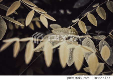 Spring walnut green tree branch under spring rain concept photo. 104343133