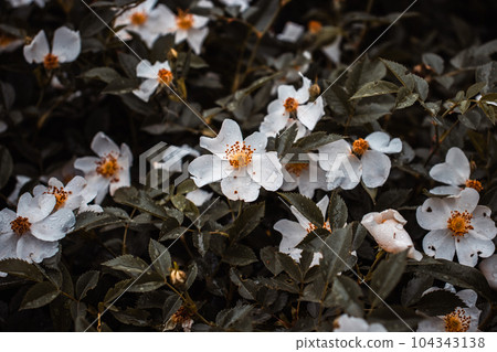 Dog rose flower buds under rain concept photo. Dog rose flower buds under rain concept photo. 104343138