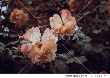 Close up rose flower buds under rain concept photo. Growing plants in garden. 104343140